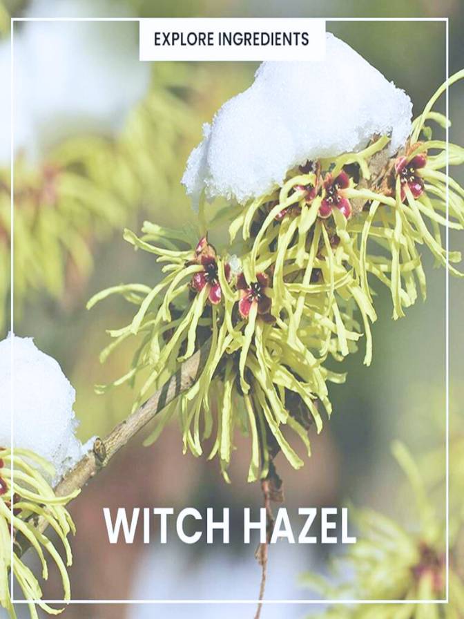 Witch hazel branch with snow on a blurred natural background