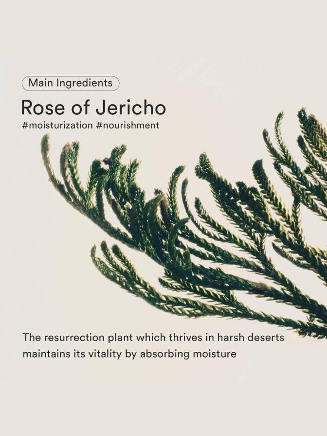 Rose of Jericho plant with text about moisturization and nourishment on a light background